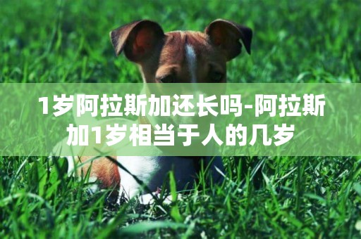 1歲阿拉斯加還長嗎-阿拉斯加1歲相當于人的幾歲
