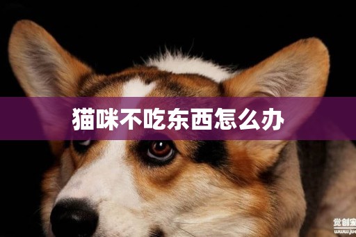 貓咪不吃東西怎么辦