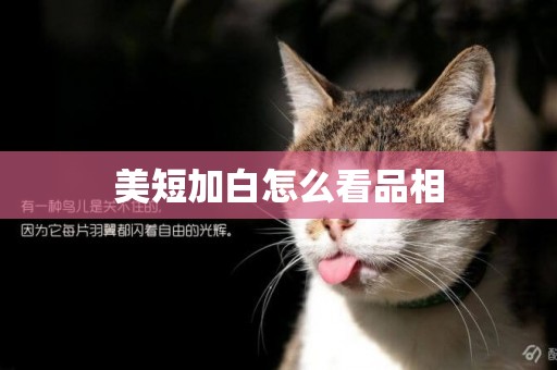 美短加白怎么看品相