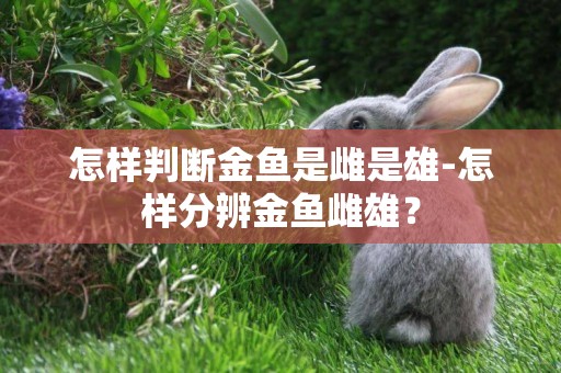 怎樣判斷金魚是雌是雄-怎樣分辨金魚雌雄？