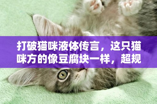 打破貓咪液體傳言，這只貓咪方的像豆腐塊一樣，超規整 