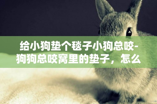 給小狗墊個毯子小狗總咬-狗狗總咬窩里的墊子，怎么回事