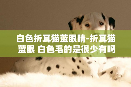 白色折耳貓藍眼睛-折耳貓 藍眼 白色毛的是很少有嗎？