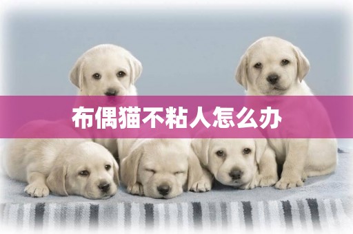 布偶貓不粘人怎么辦