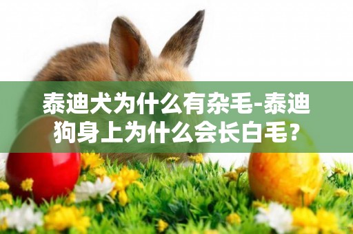 泰迪犬為什么有雜毛-泰迪狗身上為什么會長白毛？