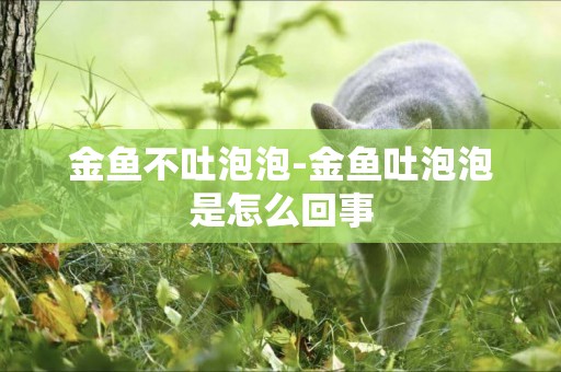 金魚不吐泡泡-金魚吐泡泡是怎么回事