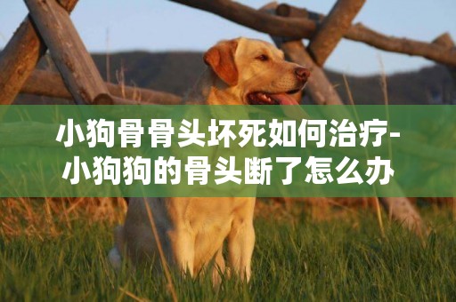小狗骨骨頭壞死如何治療-小狗狗的骨頭斷了怎么辦