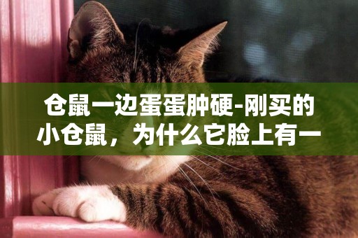 倉鼠一邊蛋蛋腫硬-剛買的小倉鼠，為什么它臉上有一邊會鼓鼓的，摸著好硬的