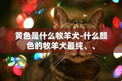 黃色是什么牧羊犬-什么顏色的牧羊犬最純、、