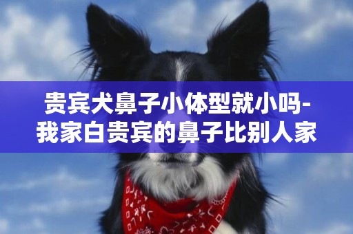 貴賓犬鼻子小體型就小嗎-我家白貴賓的鼻子比別人家的貴賓鼻子小很多``