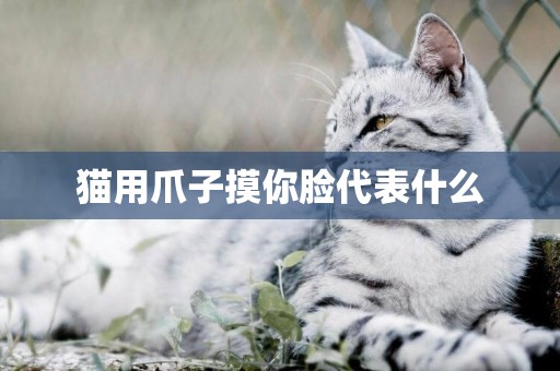 貓用爪子摸你臉代表什么