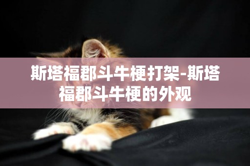 斯塔福郡斗牛梗打架-斯塔福郡斗牛梗的外觀