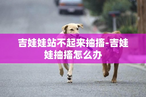 吉娃娃站不起來抽搐-吉娃娃抽搐怎么辦