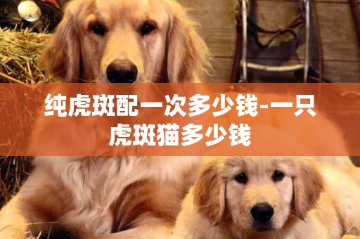 純虎斑配一次多少錢-一只虎斑貓多少錢