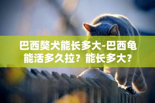 巴西獒犬能長多大-巴西龜能活多久拉？能長多大？