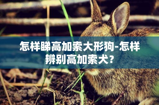 怎樣睇高加索大形狗-怎樣辨別高加索犬？