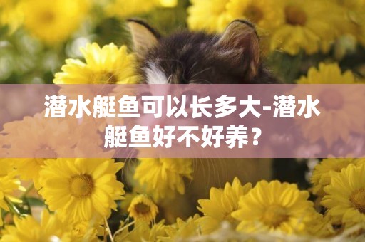 潛水艇魚可以長多大-潛水艇魚好不好養？