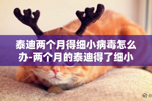 泰迪兩個月得細小病毒怎么辦-兩個月的泰迪得了細小怎么辦