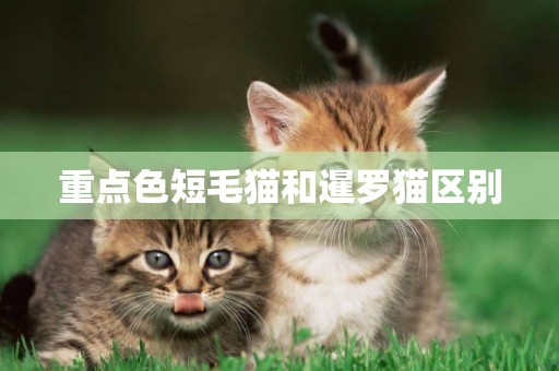 重點色短毛貓和暹羅貓區別