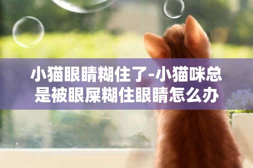 小貓眼睛糊住了-小貓咪總是被眼屎糊住眼睛怎么辦