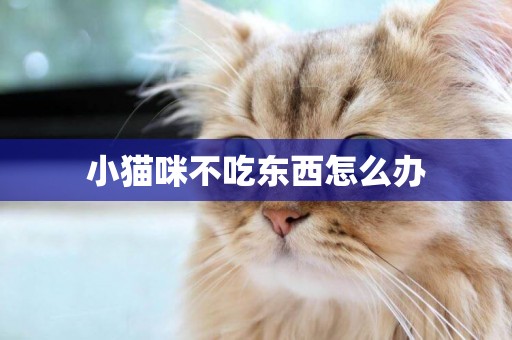 小貓咪不吃東西怎么辦