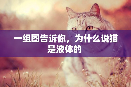 一組圖告訴你，為什么說貓是液體的 