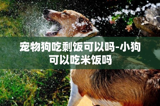 寵物狗吃剩飯可以嗎-小狗可以吃米飯嗎