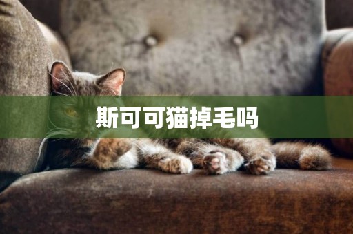 斯可可貓掉毛嗎