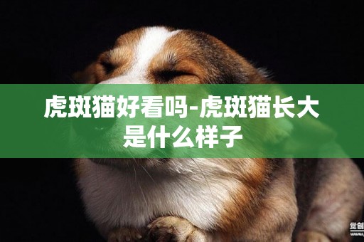 虎斑貓好看嗎-虎斑貓長大是什么樣子