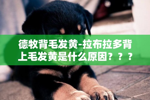 德牧背毛發黃-拉布拉多背上毛發黃是什么原因？？？？
