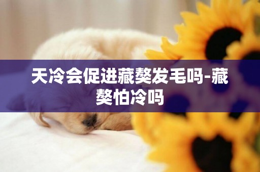 天冷會促進藏獒發毛嗎-藏獒怕冷嗎