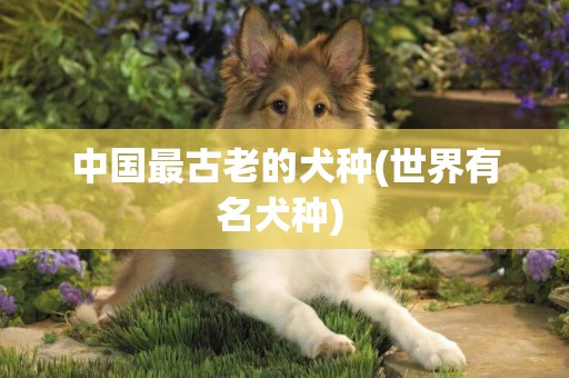 中國最古老的犬種(世界有名犬種) 