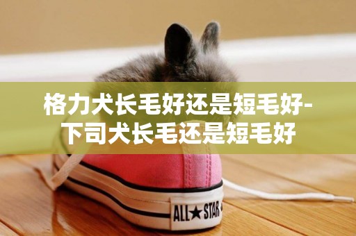 格力犬長毛好還是短毛好-下司犬長毛還是短毛好