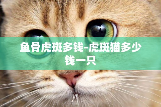 魚骨虎斑多錢-虎斑貓多少錢一只