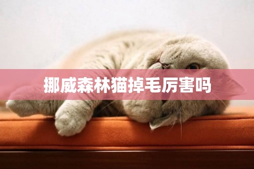 挪威森林貓掉毛厲害嗎