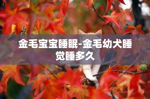 金毛寶寶睡眠-金毛幼犬睡覺睡多久