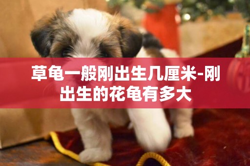 草龜一般剛出生幾厘米-剛出生的花龜有多大