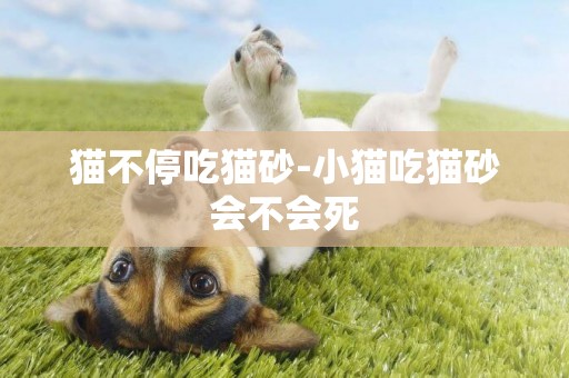 貓不停吃貓砂-小貓吃貓砂會不會死