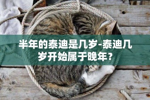 半年的泰迪是幾歲-泰迪幾歲開始屬于晚年？