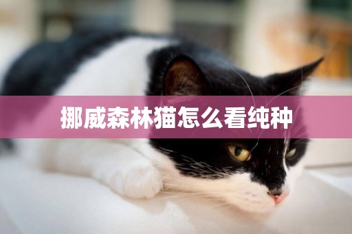 挪威森林貓怎么看純種