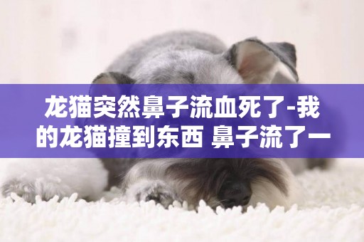 龍貓突然鼻子流血死了-我的龍貓撞到東西 鼻子流了一點點血