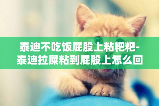泰迪不吃飯屁股上粘粑粑-泰迪拉屎粘到屁股上怎么回事?