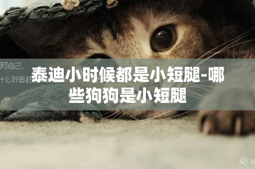 泰迪小時候都是小短腿-哪些狗狗是小短腿