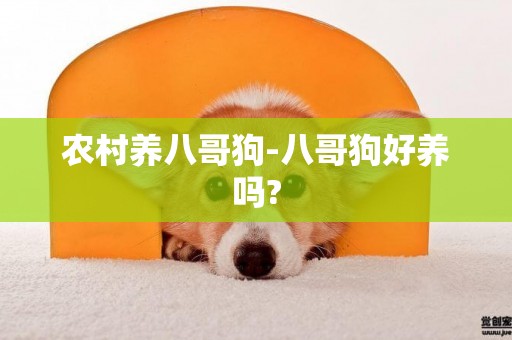 農村養八哥狗-八哥狗好養嗎?