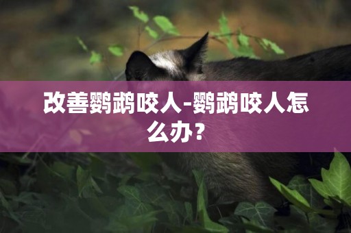 改善鸚鵡咬人-鸚鵡咬人怎么辦？