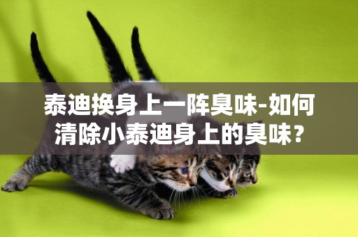 泰迪換身上一陣臭味-如何清除小泰迪身上的臭味？