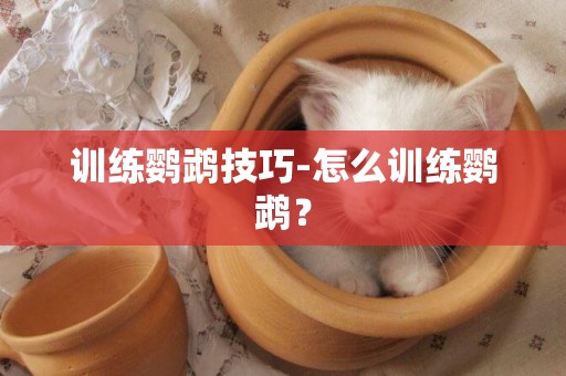 訓練鸚鵡技巧-怎么訓練鸚鵡？
