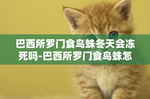 巴西所羅門食鳥蛛冬天會凍死嗎-巴西所羅門食鳥蛛怎么養?