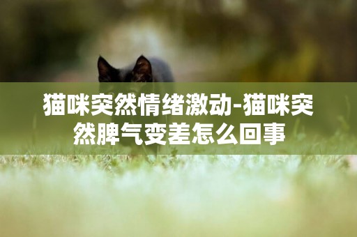 貓咪突然情緒激動-貓咪突然脾氣變差怎么回事