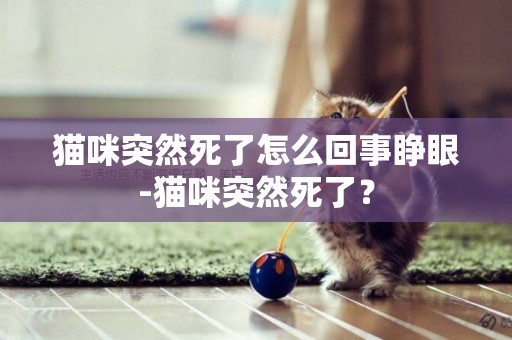 貓咪突然死了怎么回事睜眼-貓咪突然死了？